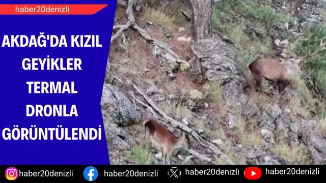 Akdağ'da kızıl geyikler termal dronla görüntülendi