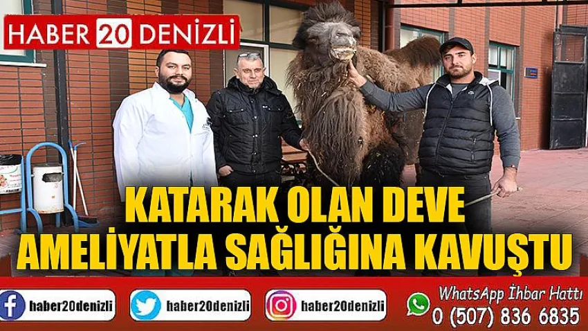 Katarak olan deve ameliyatla sağlığına kavuştu