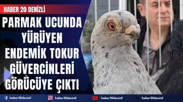 Parmak ucunda yürüyen endemik Tokur güvercinleri görücüye çıktı