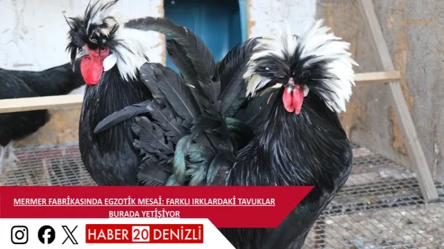 Mermer fabrikasında egzotik mesai: Farklı ırklardaki tavuklar burada yetişiyor