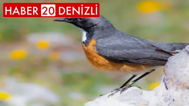 Kuş gözlemcileri kuşların göç yolculuğunu ölümsüzleştirdi