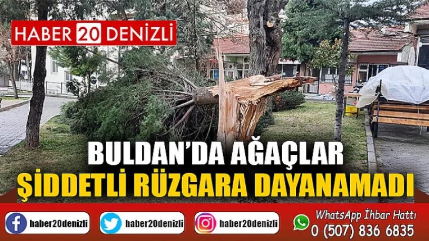 Buldan’da ağaçlar şiddetli rüzgara dayanamadı