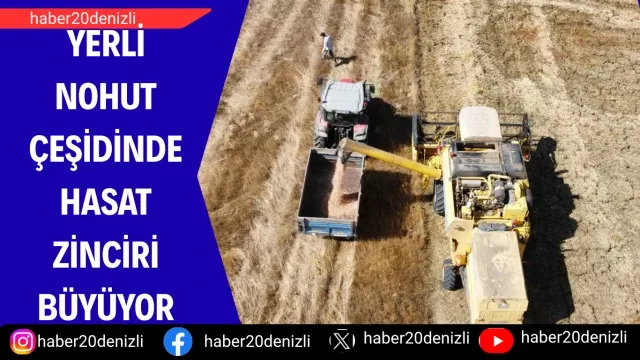 Yerli nohut çeşidinde hasat zinciri büyüyor