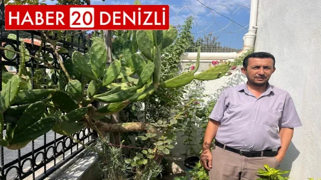 12 yıl önce bahçesine diktiği kaktüs boyunu geçti
