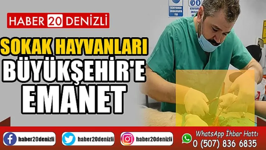Sokak hayvanları Büyükşehir'e emanet