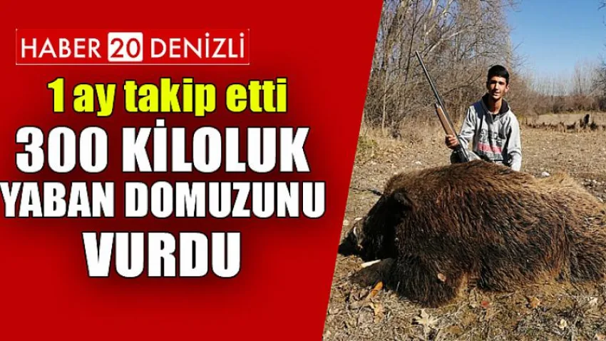 1 ay takip etti, 300 kiloluk yaban domuzunu vurdu