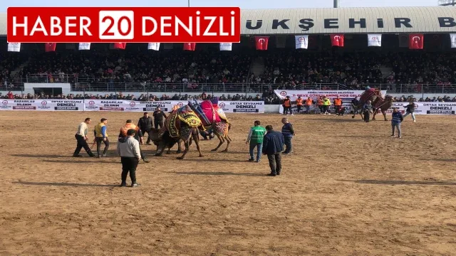Denizli’de 120 pehlivan deve güreşmeye başladı