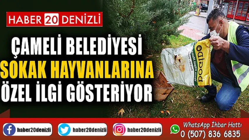 Çameli Belediyesi sokak hayvanlarına özel ilgi gösteriyor
