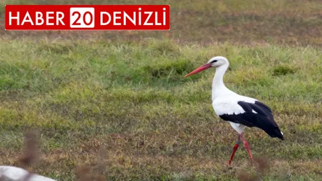 Yalancı bahara aldanan leylek göçmeyi unuttu