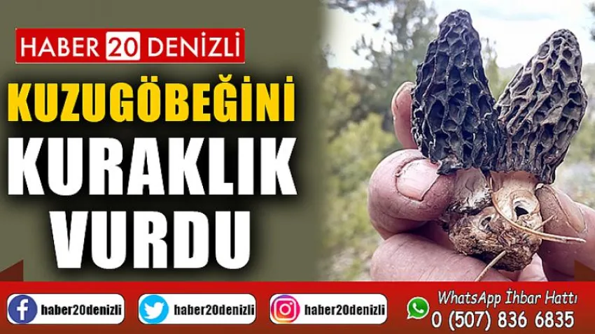 Kuzugöbeğini kuraklık vurdu