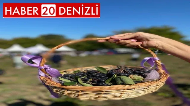 Süper meyve aronya üretimi Türkiye’de günden güne artıyor
