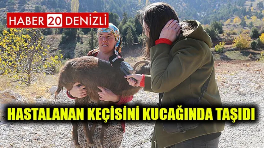 Hastalanan Keçisini Kucağında Taşıdı