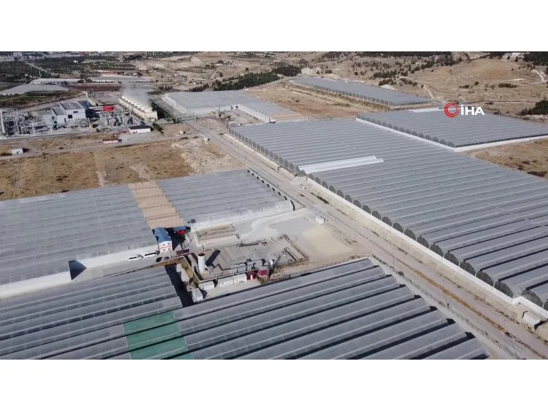 Saraköy Jeotermal Kaynaklı Sera Organize Tarım Bölgesinde 7 sera parselinde üretim başladı