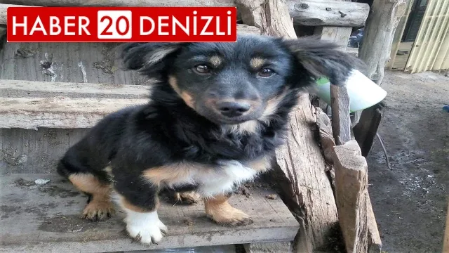 Kayıp köpeğini bulana ödül verecek