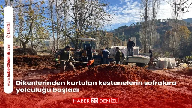 Dikenlerinden kurtulan kestanelerin sofralara yolculuğu başladı