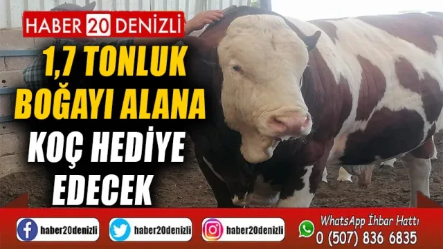 1,7 tonluk boğayı alana koç hediye edecek