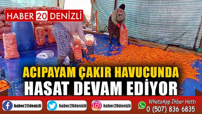 Acıpayam Çakır havucunda hasat devam ediyor