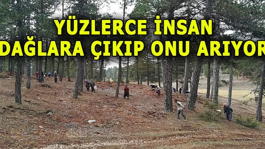 Yüzlerce İnsan Dağlara Çıkıp Onu Arıyor