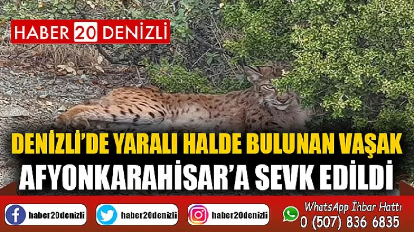 Denizli’de yaralı halde bulunan vaşak, Afyonkarahisar’a sevk edildi