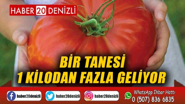 Bir tanesi 1 kilodan fazla geliyor