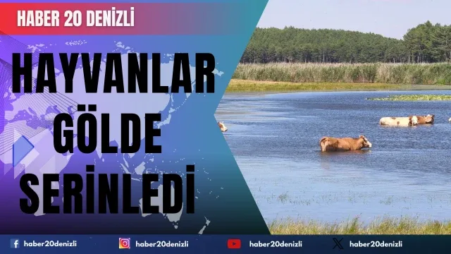Sıcaktan bunalan hayvanlar gölde serinledi