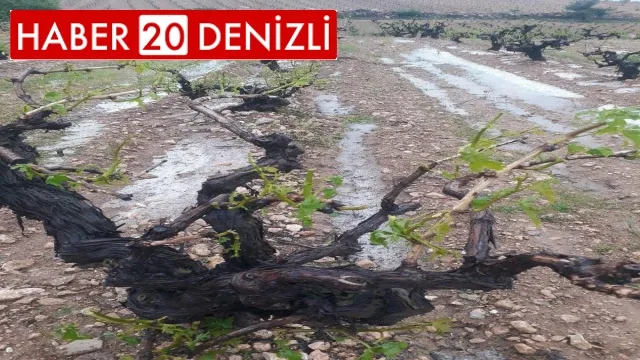 Dolu yağışı üzüm bağlarını vurdu