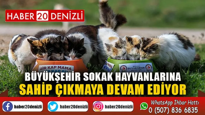 Büyükşehir sokak hayvanlarına sahip çıkmaya devam ediyor