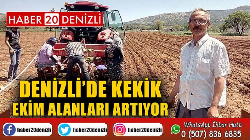 Üretimde dünya lideri olan Denizli’de kekik ekim alanları artıyor