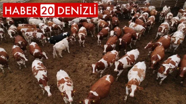 Hayvan pazarları değil hareketliliği açıldı
