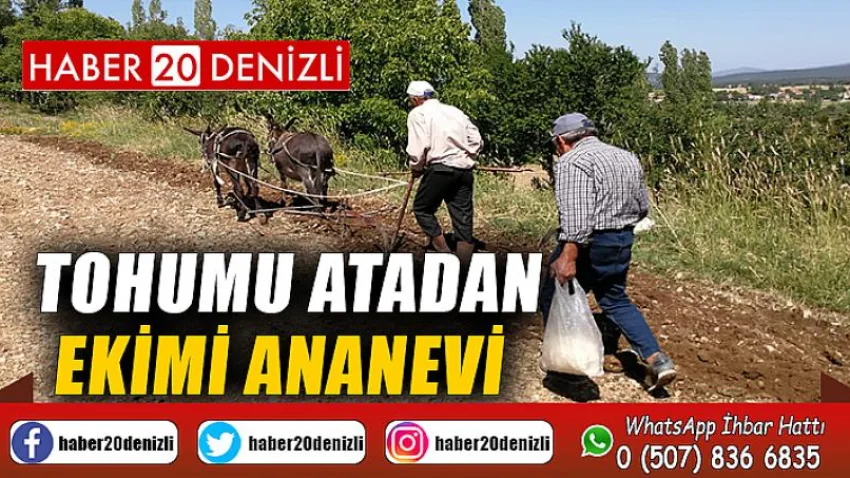 Tohumu atadan, ekimi ananevi