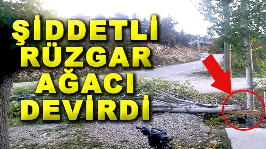 Şiddetli Rüzgar Ağacı Devirdi