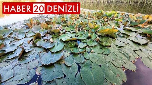 Nilüferler Süleymanlı Yayla Gölünün güzelliğine güzellik kattı