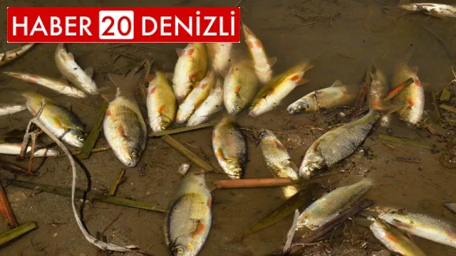 Büyük Menderes Nehri'ndeki balık ölümleri korkutuyor