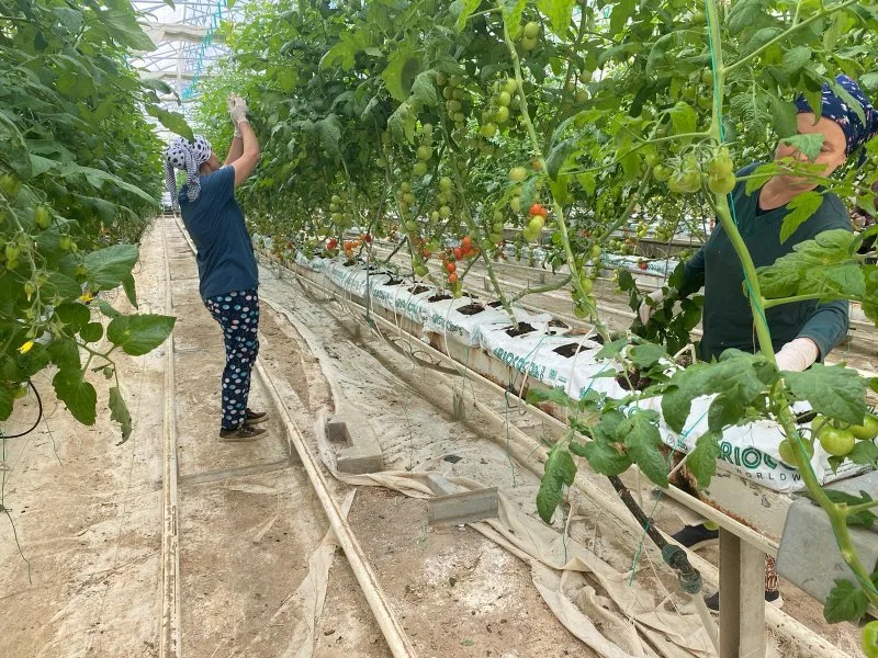 Topraksız serada hasat heyecanı başlıyor