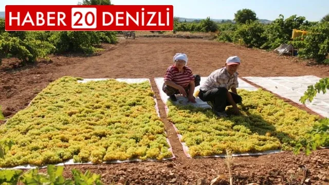Bağlardan toplanan üzümler doğal yöntemlerle kurutuluyor