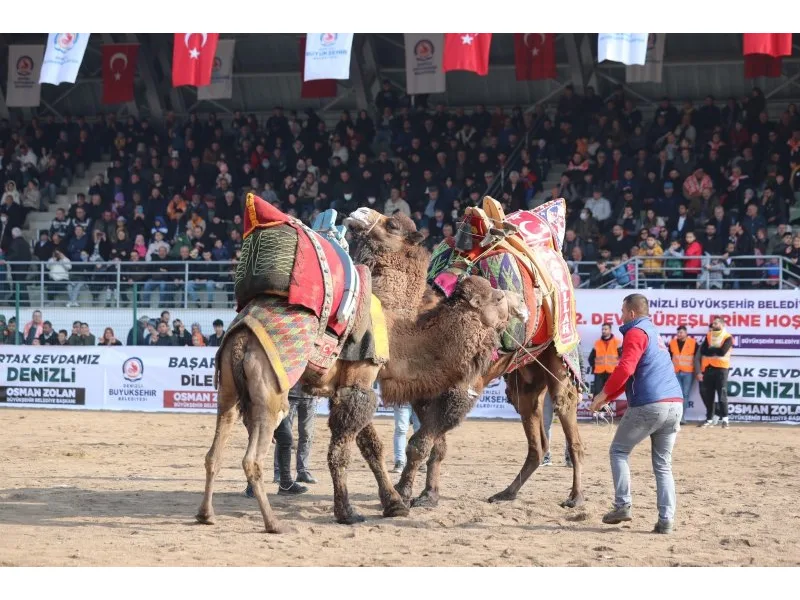 On binler deve güreşi heyecanını hep birlikte yaşadı