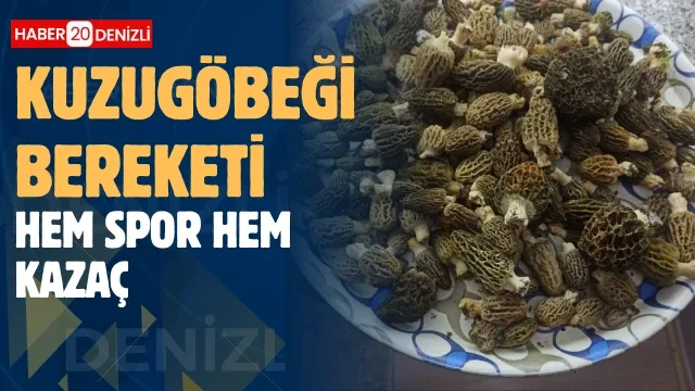 Buldan ormanlarında kuzugöbeği bereketi