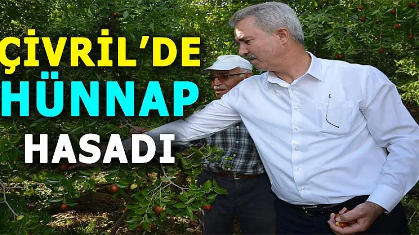 Çivril'de Hünnap Hasadı