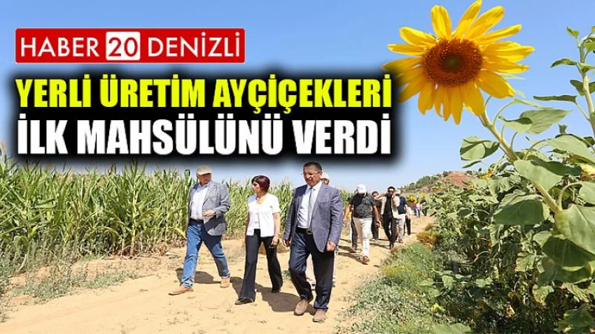 Yerli Üretim Ayçiçekleri İlk Mahsülünü Verdi