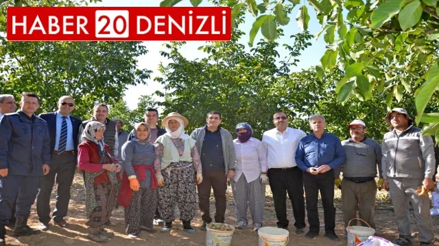 Cevizin tarladan sofraya yolculuğu başladı