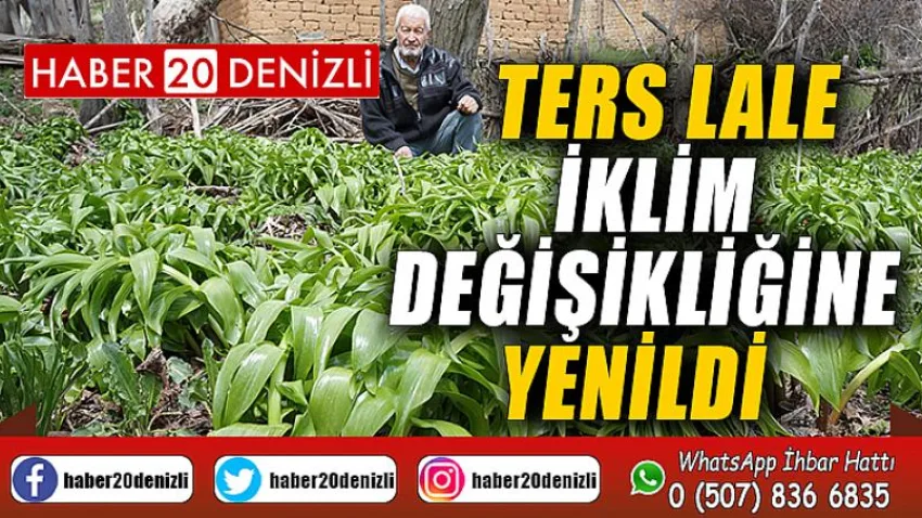 Ters lale iklim değişikliğine yenildi