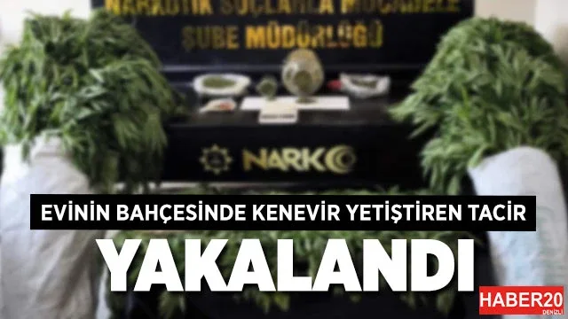Evinin bahçesinde 290 kök kenevir yetiştiren tacir tutuklandı