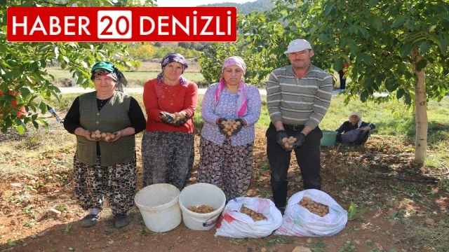 Çameli'nin coğrafi işaretli cevizinde hasat sona erdi