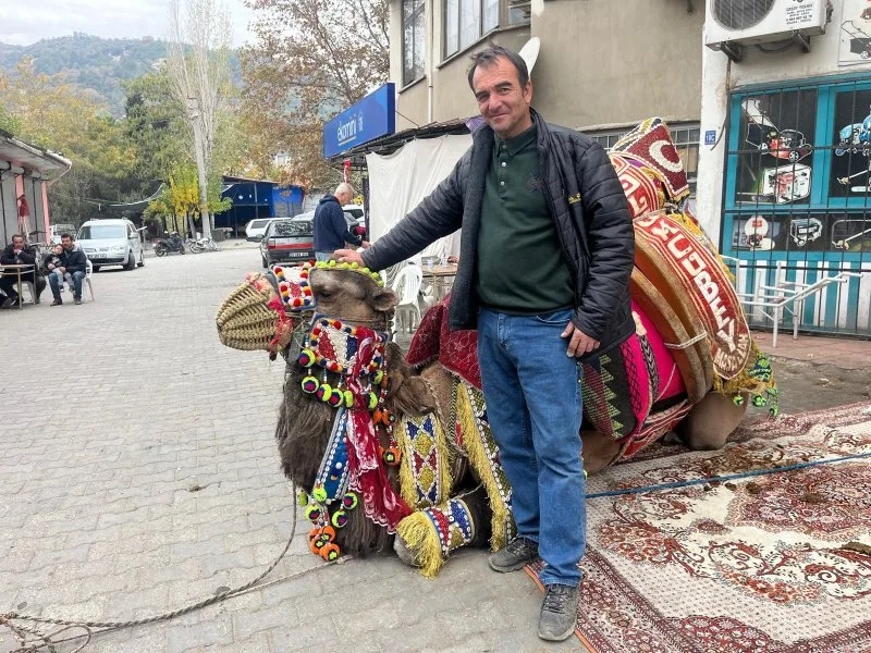 Pehlivan develer havutlandı