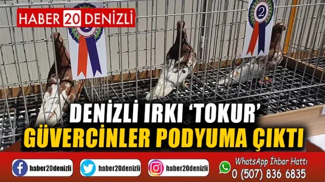 Denizli ırkı ‘Tokur’ güvercinler podyuma çıktı