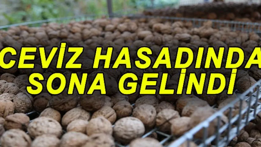 Ceviz Hasadında Sona Gelindi