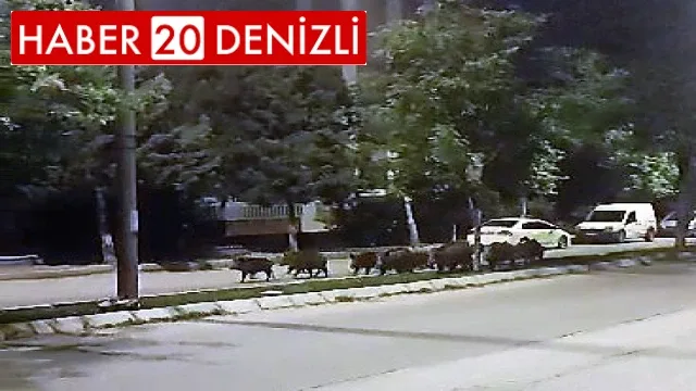 Domuz sürüsünün akşam gezintisi kameraya takıldı