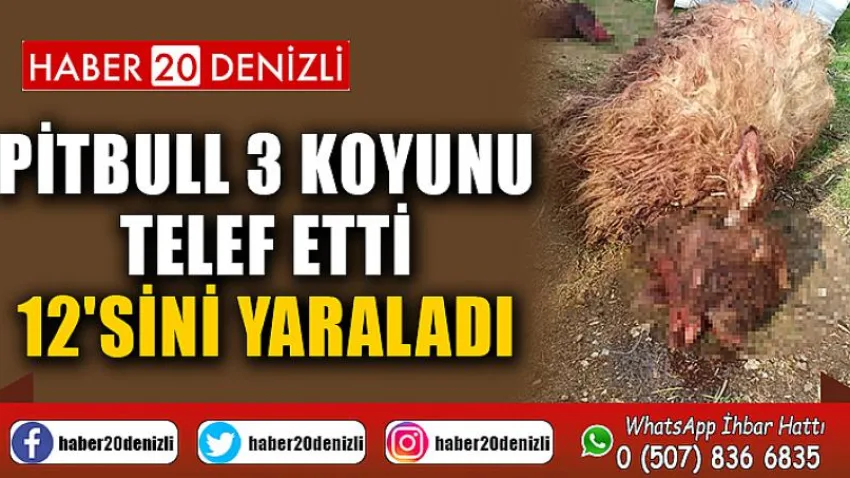 Pitbull 3 koyunu telef etti, 12'sini yaraladı
