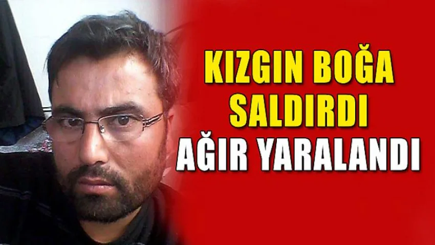 Kızgın Boğa Saldırdı, Ağır Yaralandı