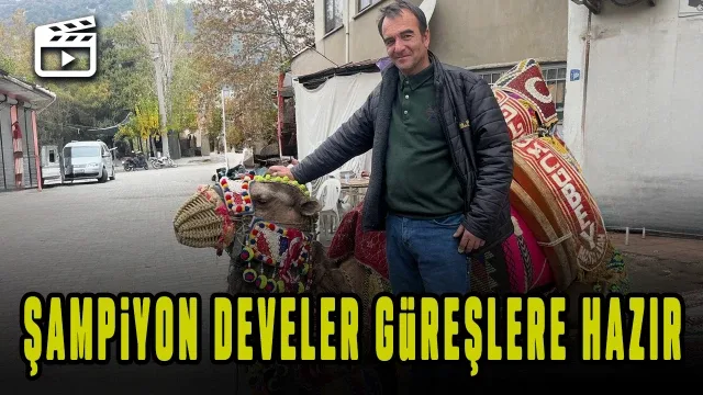 Pehlivan develer havutlandı
